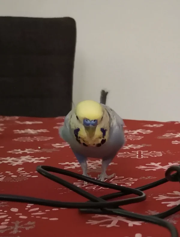 Wellensittich-Bild: Big Budgie is watching you friend! 