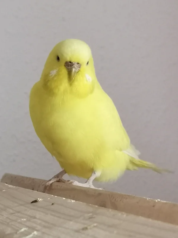 Wellensittich-Bild: Als ob Sie kein Wässerchen trüben könnte, aber wehe wenn Sie ihre tollen 5 Min. hat