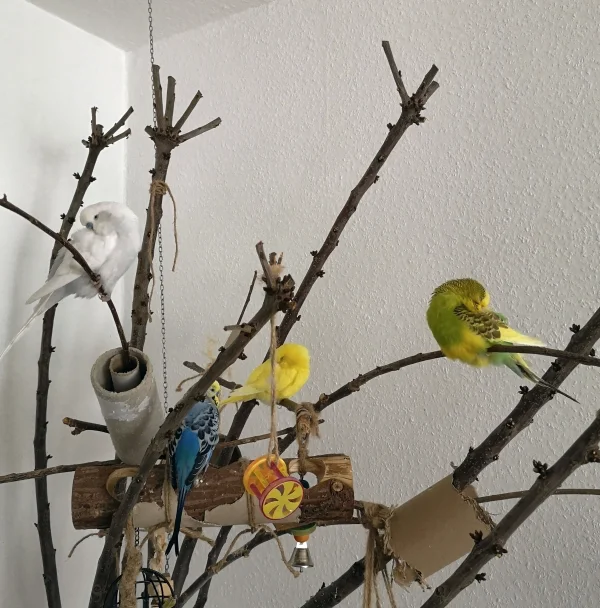 Wellensittich-Bild: Mal 5 Minuten ruhe in der Truppe!