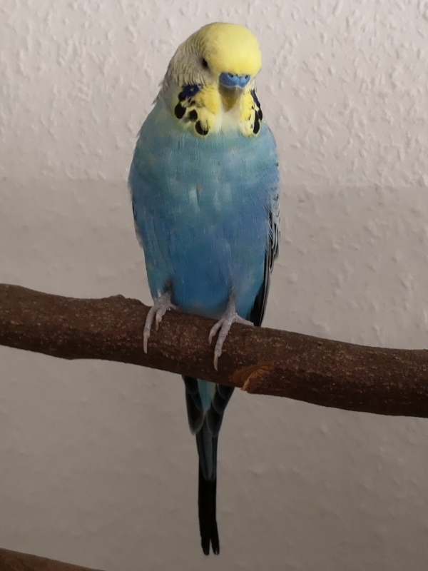 PHPSESSID
