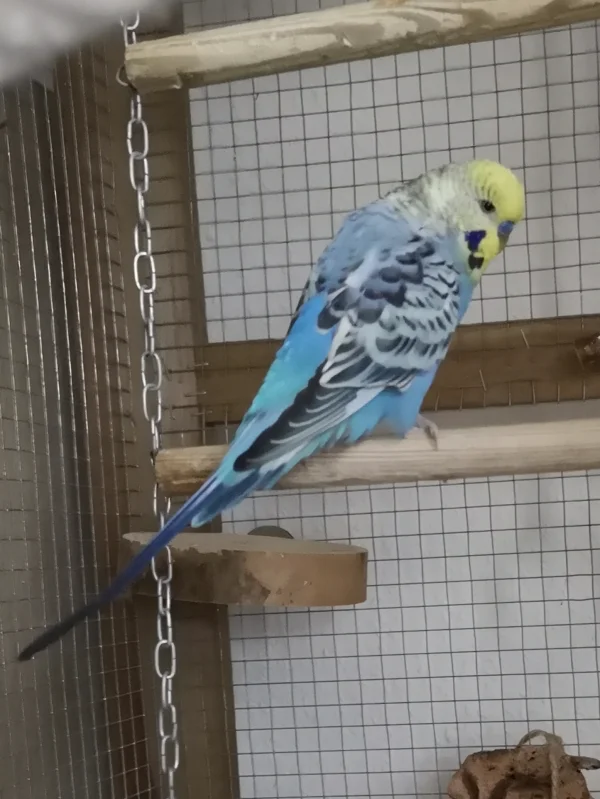 Wellensittich-Bild: Blue mal in Pose. 