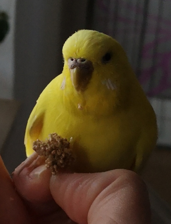 Molly