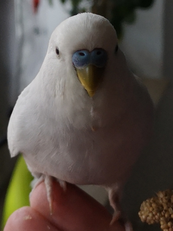 Hartmut