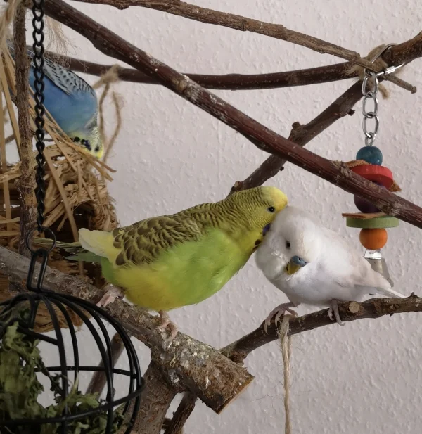 Wellensittich-Bild: jaaaaaa. genau da juckt es!  Danke