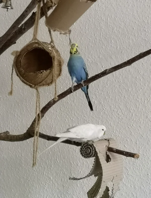 Wellensittich-Bild: Die Jungs bekommt man mit etwas Pappe, sehr lange und ausgiebig beschäftigt! 