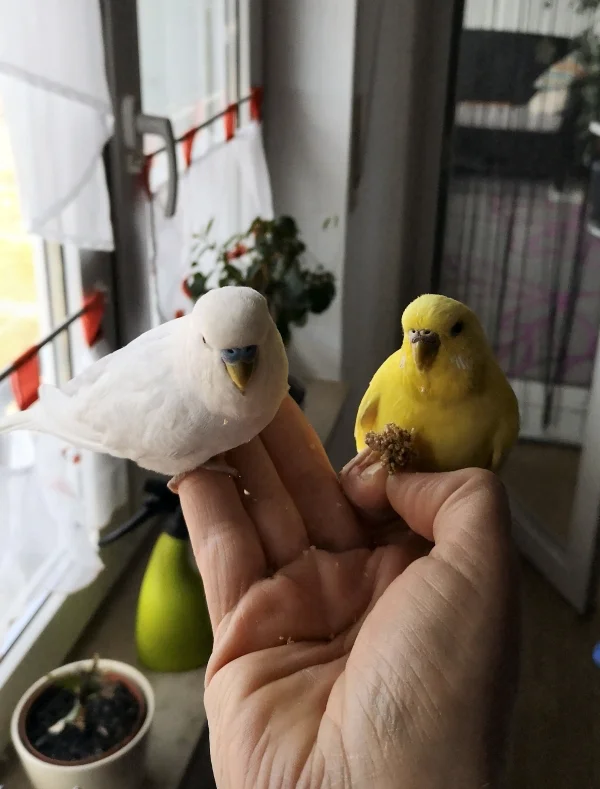Wellensittich-Bild: Ich teile aber nur mit Hartmut.