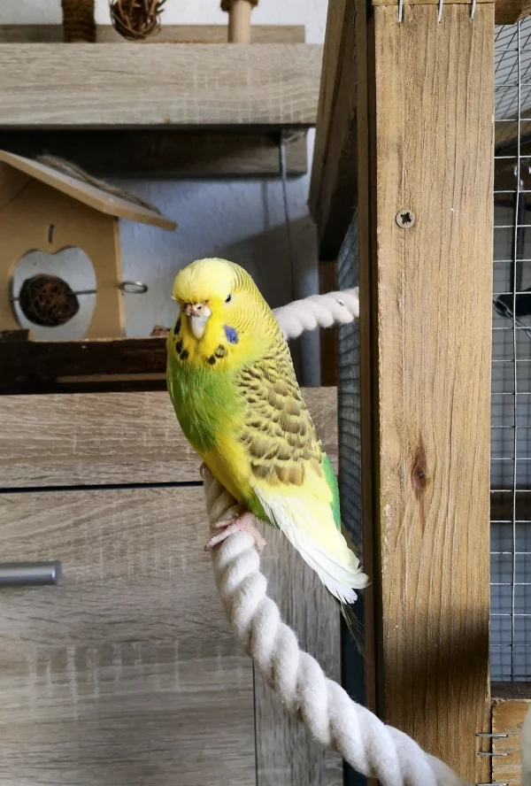 Wellensittich-Bild: Heute auf den Tag, seit 5 Jahren bei und hoffentlich auch noch ganz lange bei uns, unsere Grand Dame.