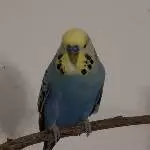 Blue auf Ast