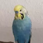 der Blue wie er leibt und lebt