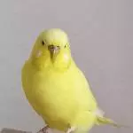 Molly die Zicke