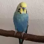 Der Blue total gechillt!