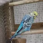 Blue der charmante Poser 