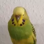 Cookie auf Holz