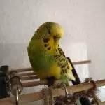 Cookie in Pose