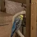 Blue auf dem Seil