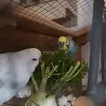 Die Fenchel-Buddys