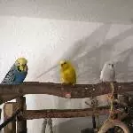 Die Rassel-Bande