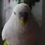 Guten Tag, ich bin der Hartmut.
