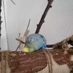 Blue und die ominöse Röhre
