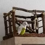 Frühlingsgefühle Cookie und Hartmut