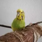 Cookie und die Röhre