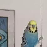 Blue der Poser