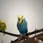 Fotobomb