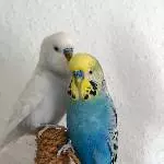 Blue und Hartmut