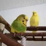 Die 2 Zicken