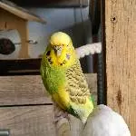 Cookie und Hartmut 1-2022
