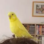 Molly und die Haare