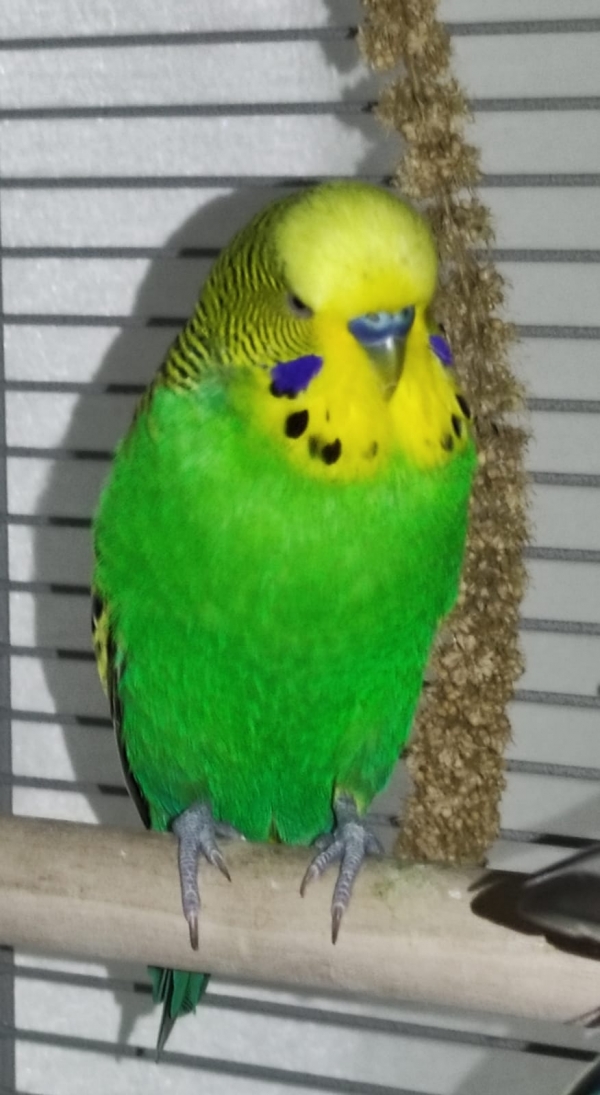 PHPSESSID