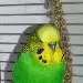 Piet
