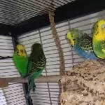 die Pärchen beisammen