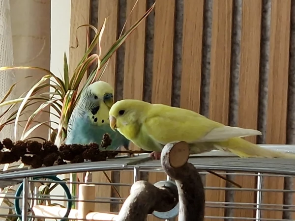 Wellensittich-Bild: Die erste gemeinsame Mahlzeit von Neuzugang Traudl und Felix.