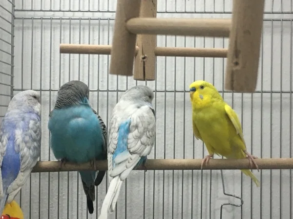 Wellensittich-Bild: Franky ist heute eingezogen.
Mitte: Benson und Bella sind Geschwistern.
Links sitzt Frisky.