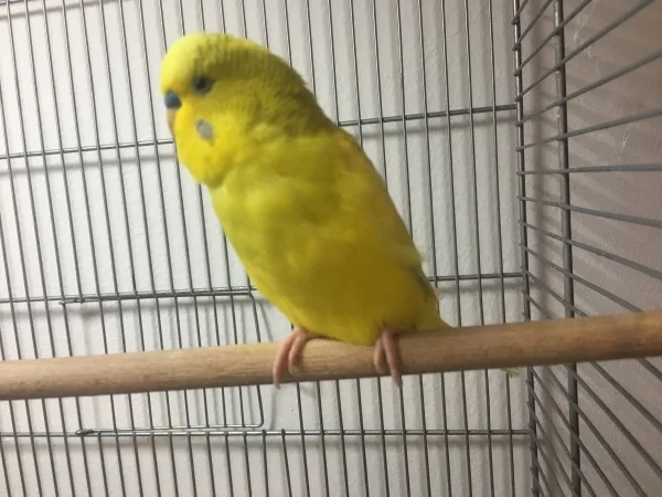 Wellensittich-Bild: Franky ist laut und singt