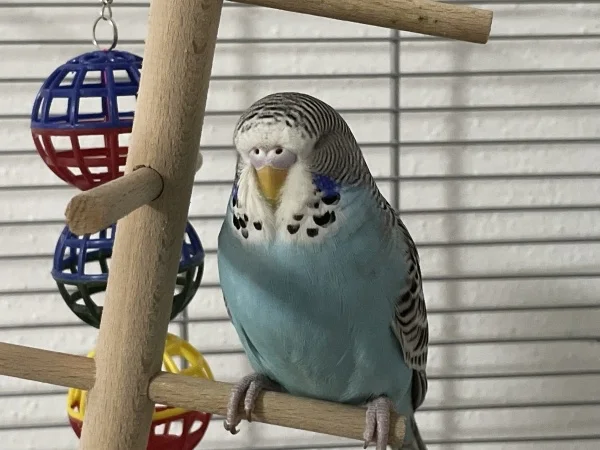 Wellensittich-Bild: So Bella hat heute ziemlich lang gespielt. Jetzt bisschen ausruhen.