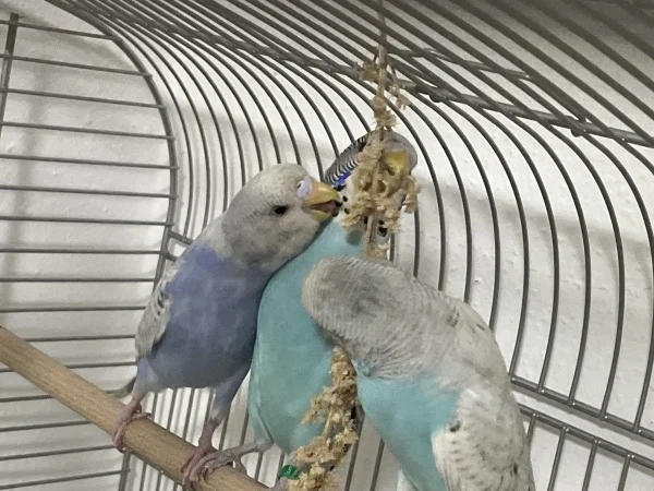 Wellensittich-Bild: Frisky ist die beste Freundin von Benson und Bella