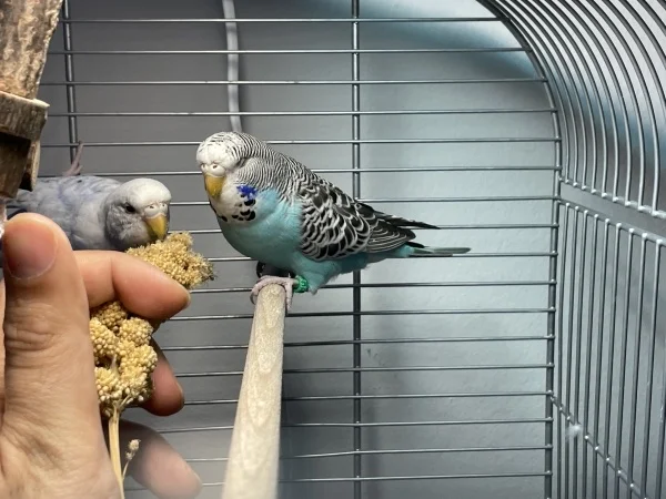 Wellensittich-Bild: So heute haben alle gewartet auf ihre Snack-Time. 