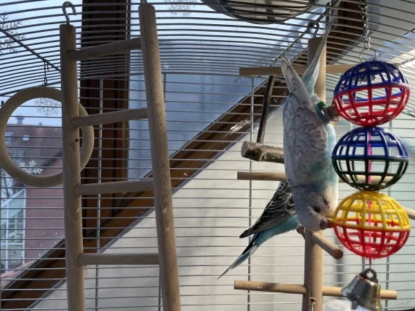 Wellensittich-Bild: So, das ist Benson‘s Lieblingsspielzeug. Ich habe den ein paar mal entfernt aber dann wird er depressiv. Ich kann den kleinen nicht sein Spaß wegnehmen.