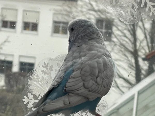 Wellensittich-Bild: Seit paar Tagen sind die kleinen in mein Wintergarten und ich vermute, dass die keine Ahnung von Natur haben. Die wollen ganze Zeit draußen gucken und sind glücklicher als zuvor.