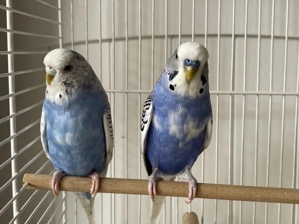 Wellensittich-Bild: So ich habe jetzt noch 2 Wellis. Die Namen sind noch nicht bekannt. Erstmals in die Quarantäne.