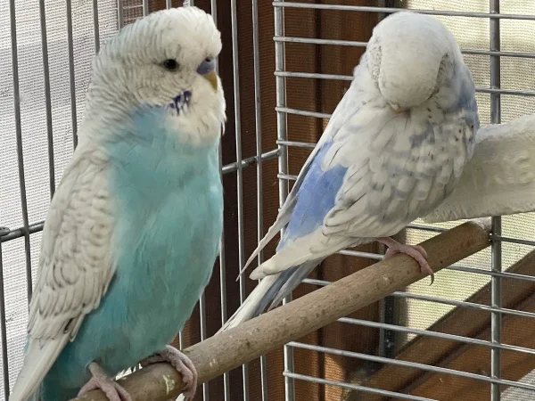 Wellensittich-Bild: Er singt und singt..