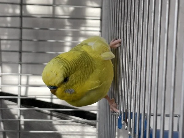 Wellensittich-Bild: Franky mag zu klettern.