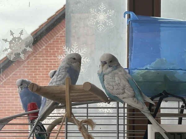 Wellensittich-Bild: .