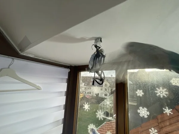 Wellensittich-Bild: ..