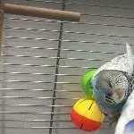 Frisky, Bella und Benson