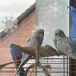 Beson und Frisky