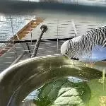 Komische Zeug, die Minze!!